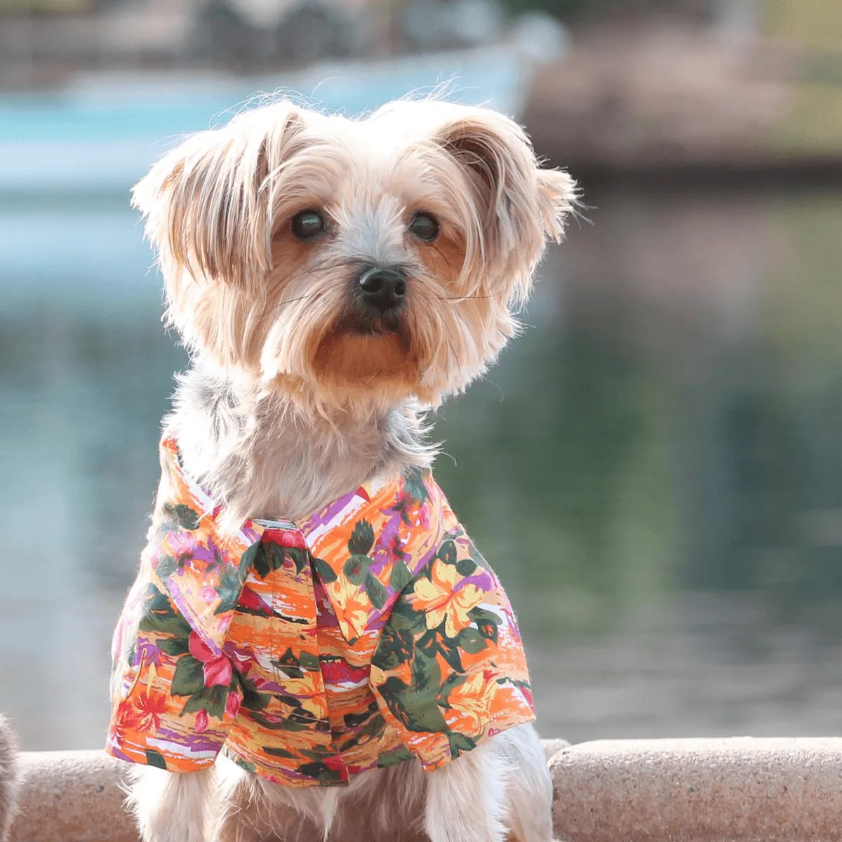 Sunset Hibiscus Camp Dog Shirt